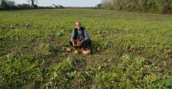 200 Ton Karpuz tarlada çürüdü — haber görseli