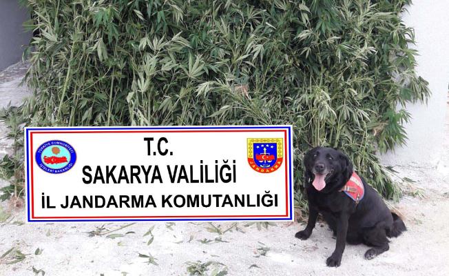 Jandarmadan Uyuşturucu tacirlerine operasyon — haber görseli