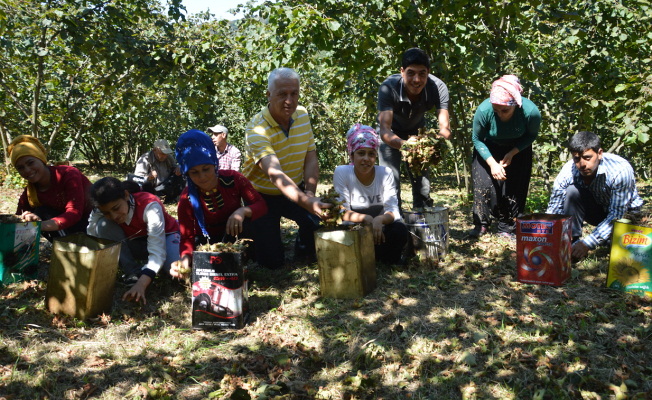 Batı Karadeniz’de Fındık Hasatı Başladı — haber görseli