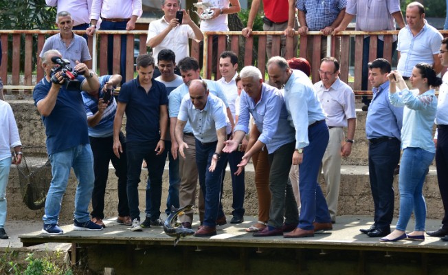 Dünyada Tek Olan Mersin Balığı Festivali Karasu’da Yapıldı — haber görseli
