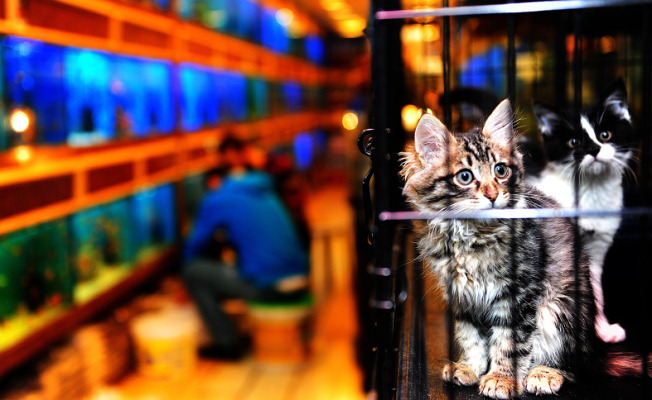 Büyükşehir’den Pet-Shop Eğitimi  — haber görseli