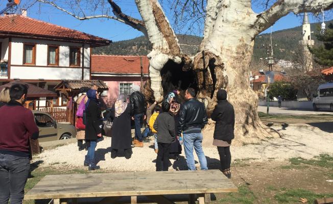 700 Yıllık Çınar Ağacına Yoğun İlgi — haber görseli