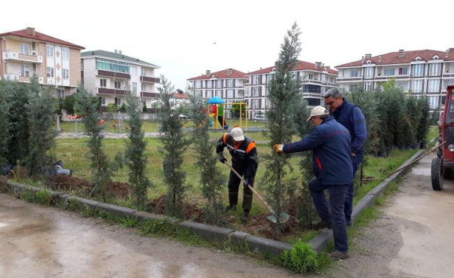 Karasu’da 5 Bin Ağaç Toprakla Buluştu — haber görseli
