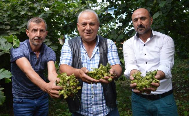Dolu Fındıkçılarıda Vurdu — haber görseli