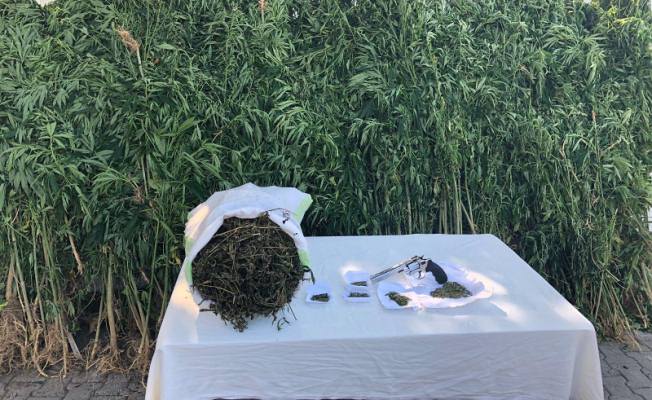 Jandarma ekipleri, kenevir üretimine yönelik operasyon gerçekleştirdi — haber görseli