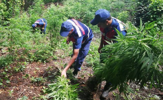 Jandarma Kenevir Ekicilerine Göz Açtırmıyor — haber görseli