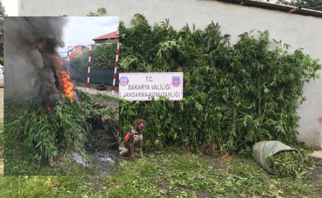 Yine Ormanlık alan Jandarma Affetmedi — haber görseli