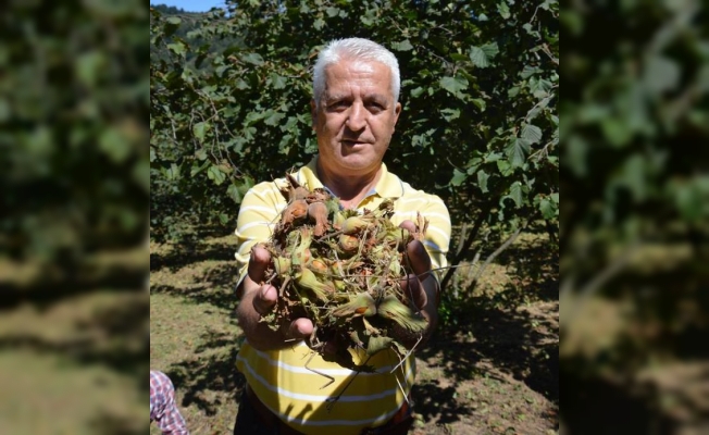Fındık Hasatı Devam Ediyor — haber görseli
