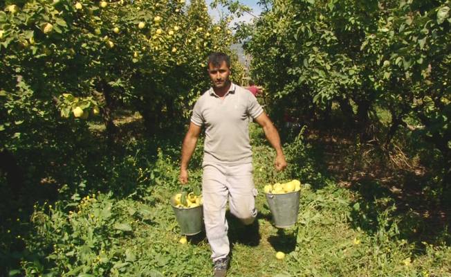 Geyve'de ayva hasadı başladı. — haber görseli