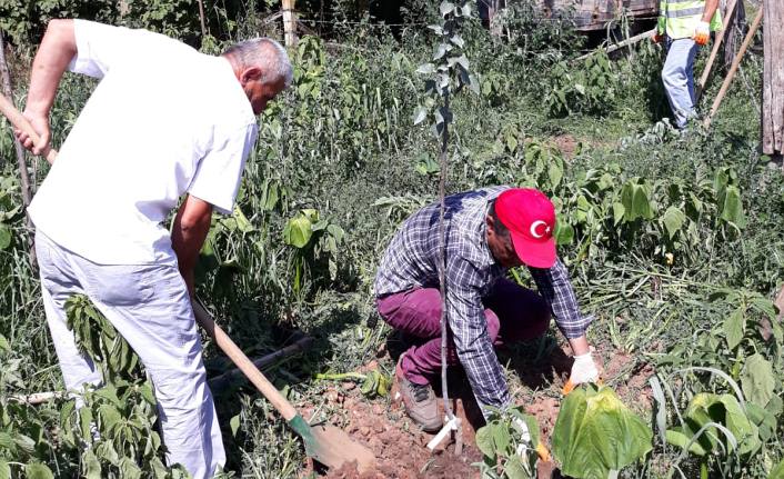 Meyve Bahçesi İçin Fideler Toprakla Buluştu — haber görseli