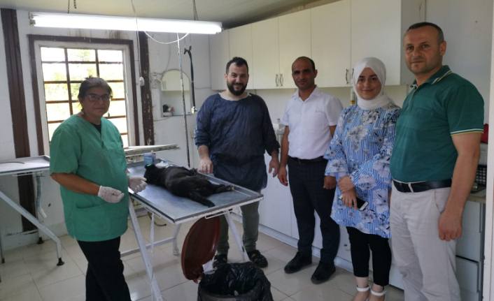 Karasu Belediyesi Veterinerlik Hizmetlerine Devam Ediyor — haber görseli