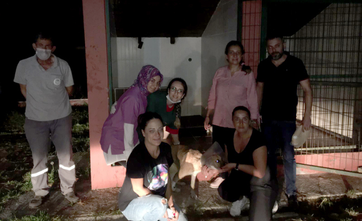 Büyükşehir Belediyesi Hayvana verdiği değeri bir kez daha gösterdi — haber görseli