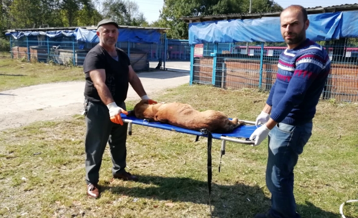 Karasu Belediyesi, Sokak Hayvanlarına Yönelik Veterinerlik Hizmetlerine Devam Ediyor — haber görseli