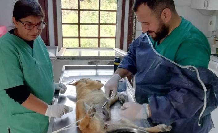 Karasu; Sokak hayvanlarına yardım devam ediyor — haber görseli