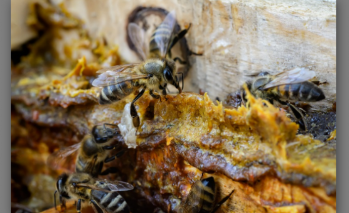 Bağışıklık Sisteminin Destekçisi: Propolis — haber görseli