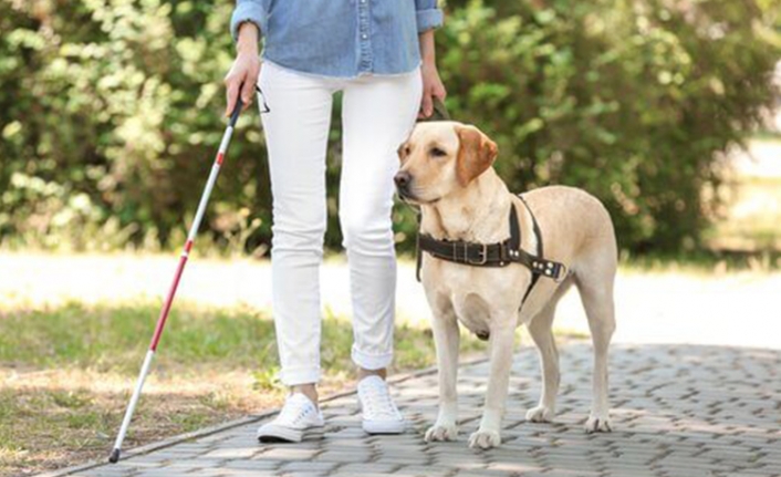 Rehber köpekler, görme engelli vatandaşlarımız için oldukça önemli — haber görseli