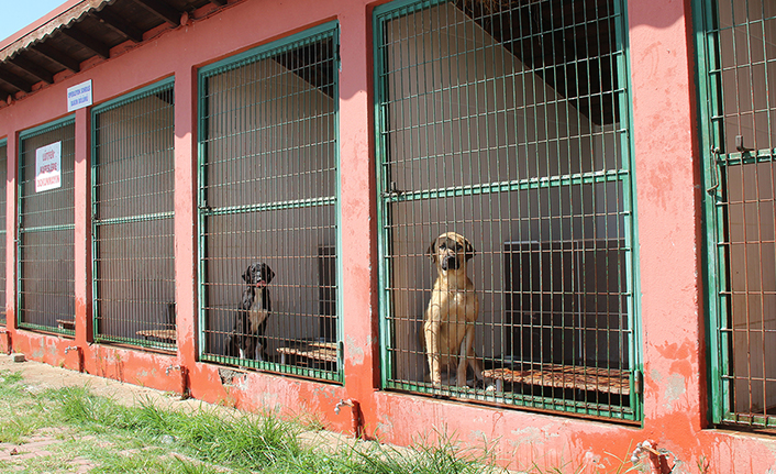 Geçici Bakımevinde ‘Bir Köpeğin Kurtuluş Öyküsü’ — haber görseli