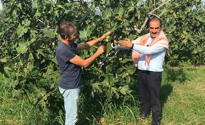 Siyah incir ihracatı 30 Temmuz’da başlıyor — haber görseli