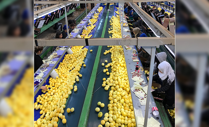Limondaki ihracat kısıtlaması kaldırıldı — haber görseli