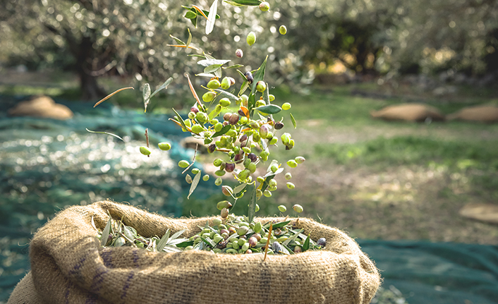 Ambalajlı zeytin ve zeytinyağı ihracatını arttırmak için tarımsal destek gerekli — haber görseli
