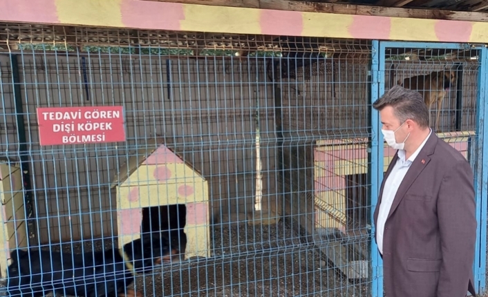 Karasu’da Can Dostlarımız Güvende — haber görseli