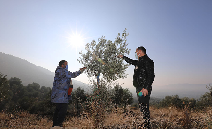 Yabani Zeytin Ağaçları Ekonomiye Kazandırılıyor — haber görseli