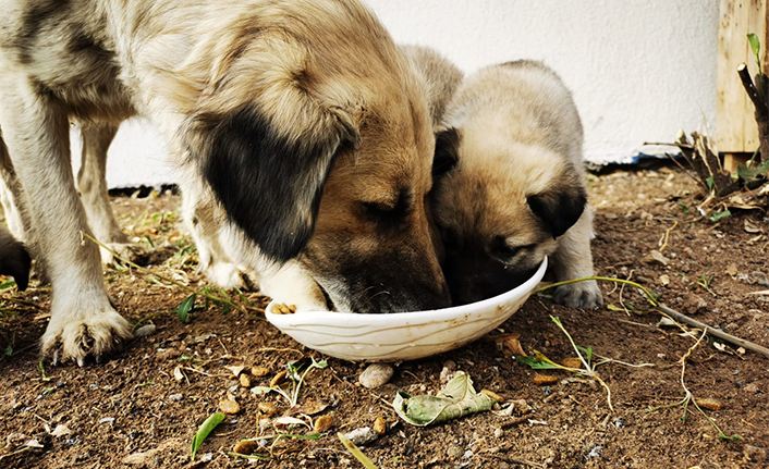 Gölbaşı Belediyesi Anne Köpeğe ve Yavrularına Sahip Çıktı — haber görseli