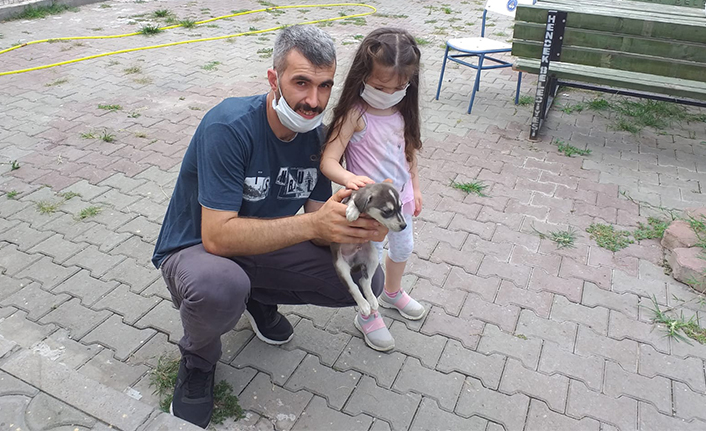 200 Can Dosta yeni yuva  — haber görseli