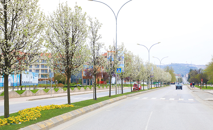 Çiçek açan ağaçlar görsel şölen sunuyor — haber görseli