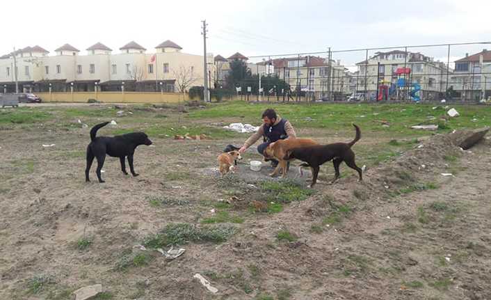 Karasu Belediyesi Can Dostlara Yem Desteğine Devam Ediyor — haber görseli