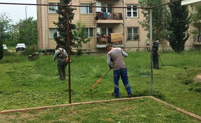 Mahallelerde Yabani Otla Mücadele Sürüyor — haber görseli