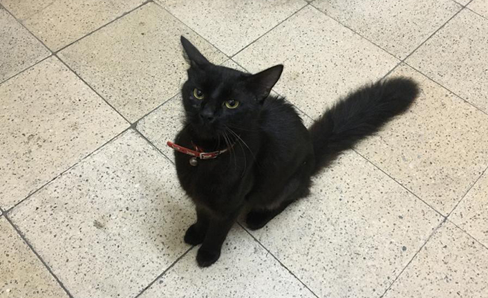 Kırmızı Tasmalı Bombay Cinsi Kedi’nin Sahibi Aranıyor — haber görseli
