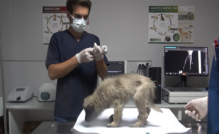 Temele Düşen Yavru Köpekler Kurtarıldı — haber görseli