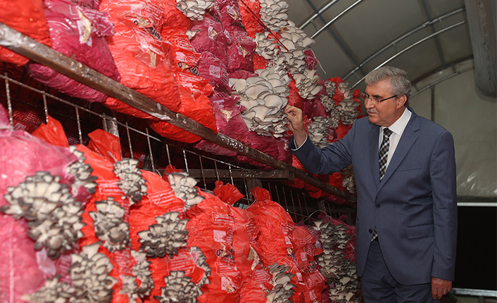 Yılda 4 hasat yapılıp 16-20 ton arası mantar üretilecek — haber görseli