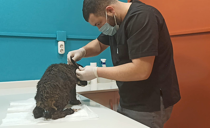 Yavru Köpek Donmaktan Kurtarıldı — haber görseli