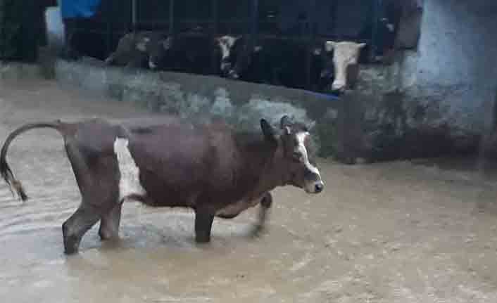 Kocaali’de Kurbanlık Besi Hayvanları Sel tehlikesi altında — haber görseli