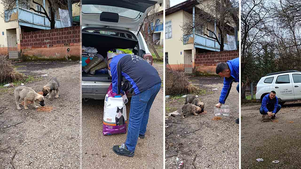 SEDAŞ saha çalışanlarından sokak hayvanlarına yardım eli — haber görseli