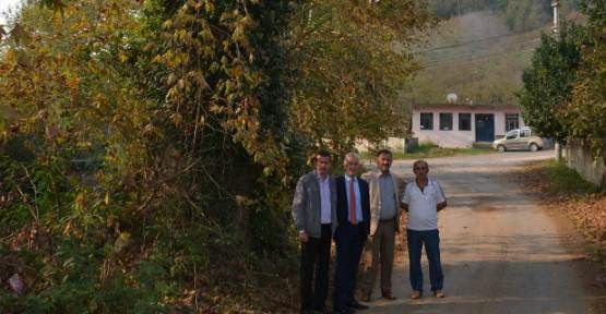 Anıt Ağaçlar Kayıt Altına Alınıyor — haber görseli