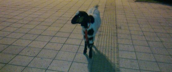Başıboş Köpekler Maskotu Öldürdü — haber görseli