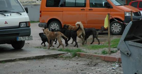 Başıboş Köpekler Sokakları istila etti — haber görseli
