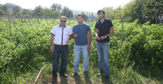 Bizim Bahçeden Altın Çilek — haber görseli