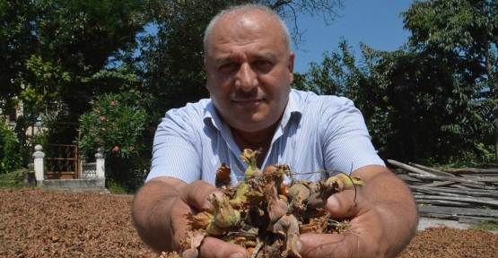 Fındık Beklenen Rekoltenin Altında mı Kalacak — haber görseli