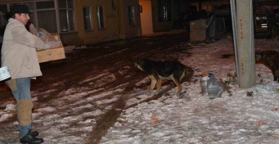 Karasu’da Sokak Hayvanları ve kuşlar İçin Yem Bırakıldı — haber görseli