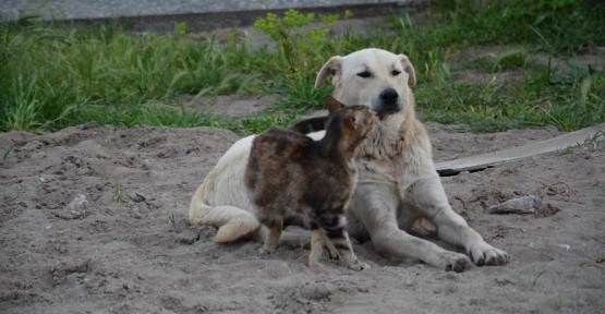 Kim Demiş Kedi ile Köpek Düşman Diye — haber görseli