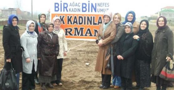 Kocaali Plajı’nda artık bir orman var — haber görseli