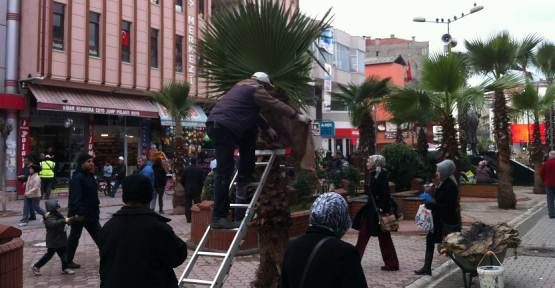 Palmiye ağaçları Soğuktan Çuvala Sarılarak Korunuyor — haber görseli