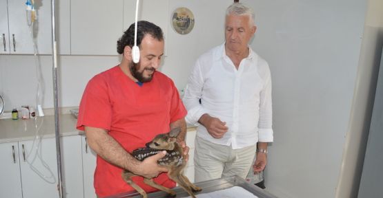 Yaralı Yavru Karaca’ya Belediye Başkanı Sahip Çıktı — haber görseli